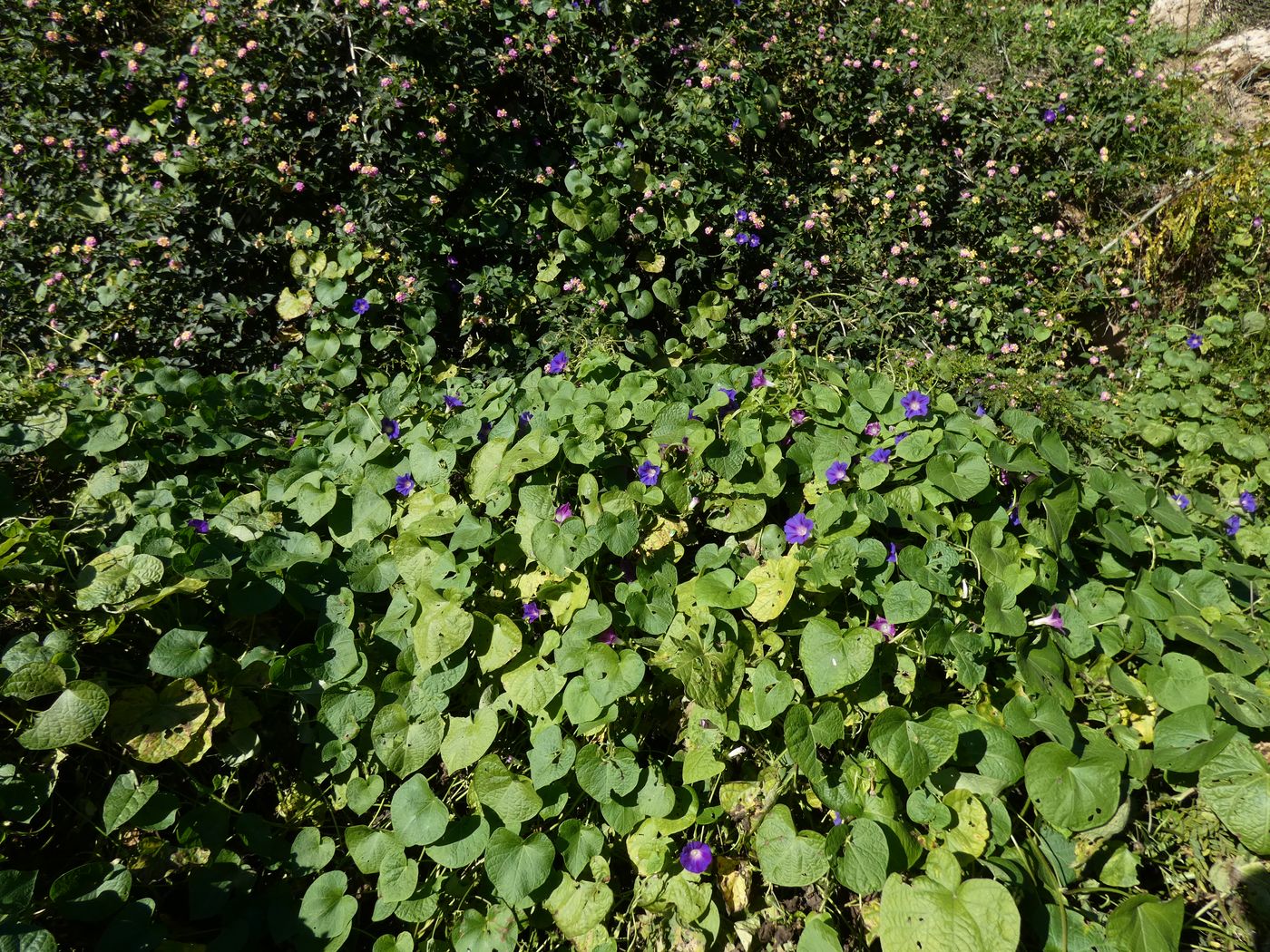 Изображение особи Ipomoea purpurea.