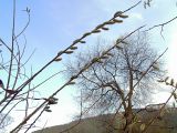 Salix viminalis. Ветви с женскими серёжками (в центре) и с мужскими (справа снизу). Алтай, Шебалинский р-н, с. Камлак. 20.04.2011.