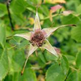 Rosa canina. Чашелистики. Челябинская обл., г. Челябинск, ботсад ЧелГУ, в культуре. 08.08.2022.