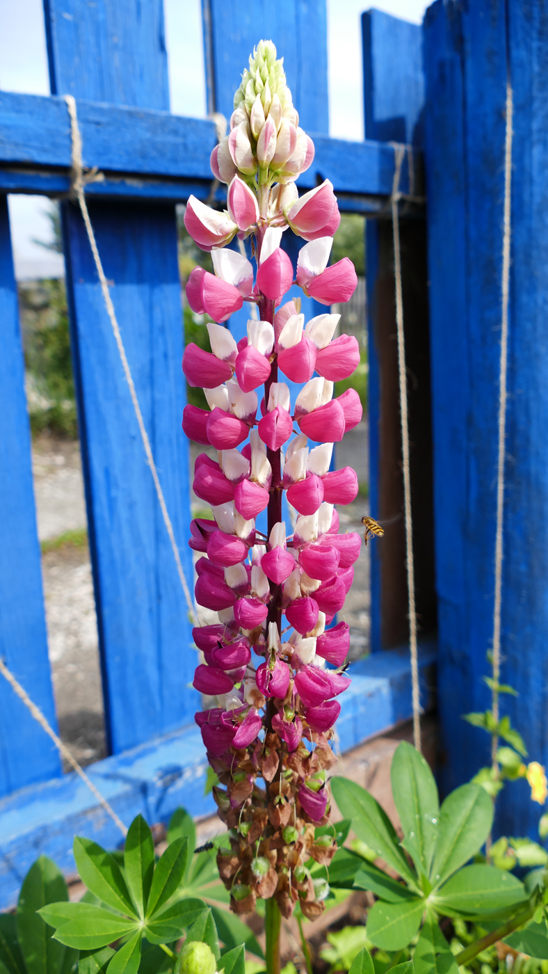 Изображение особи Lupinus polyphyllus.