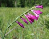 Gladiolus imbricatus. Соцветие. Ульяновская обл., окр. г. Димитровград, пойма р. Бол. Черемшан, вырубка под ЛЭП, заболоченный луг. 09.06.2024.