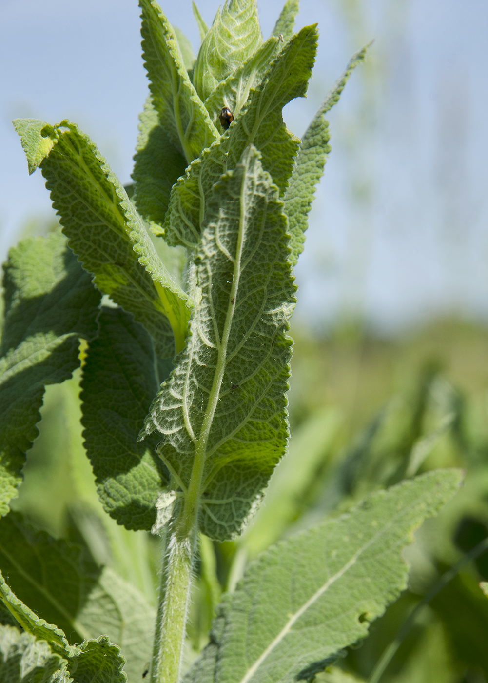 Image of genus Salvia specimen.