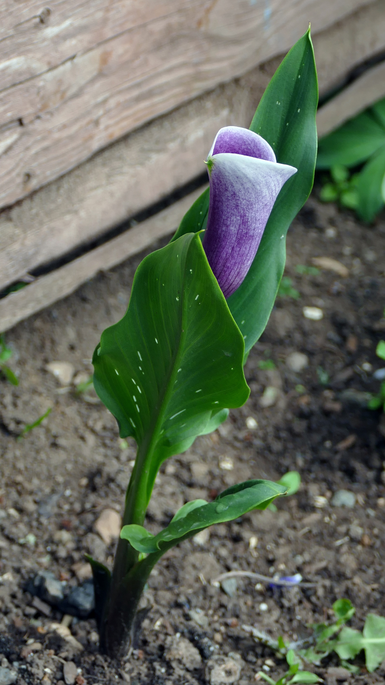 Изображение особи род Zantedeschia.