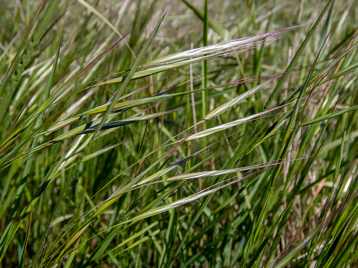 Изображение особи Anisantha sterilis.