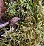 отдел Bryophyta. Побеги. Тульская обл., Заокский р-н, Бутиково, заболоченная пойма р. Скнижка. 19.04.2026.