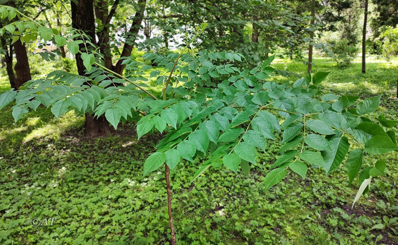 Изображение особи Aralia elata.