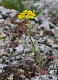 Senecio vernalis. Цветущее растение. Липецкая обл., Елецкий р-н, дол. р. Воргол, на скале. 09.05.2026.