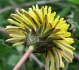 Taraxacum tortilobum