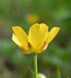 Ranunculus repens