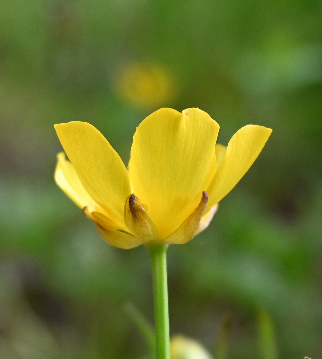Image of Ranunculus repens specimen.