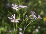 Coccyganthe flos-cuculi