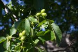 Juglans regia. Верхушка плодоносящего растения. Республика Дагестан, Рутульский р-н, с. Киче. 20.06.2026.