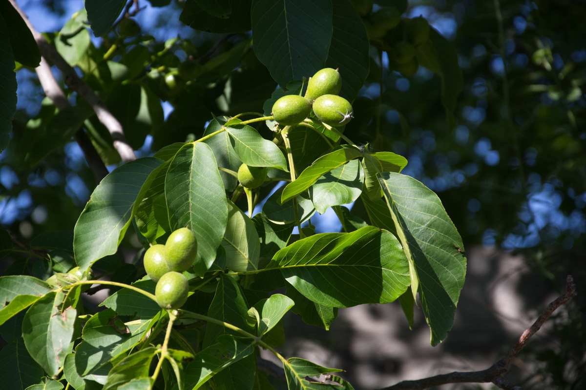 Image of Juglans regia specimen.