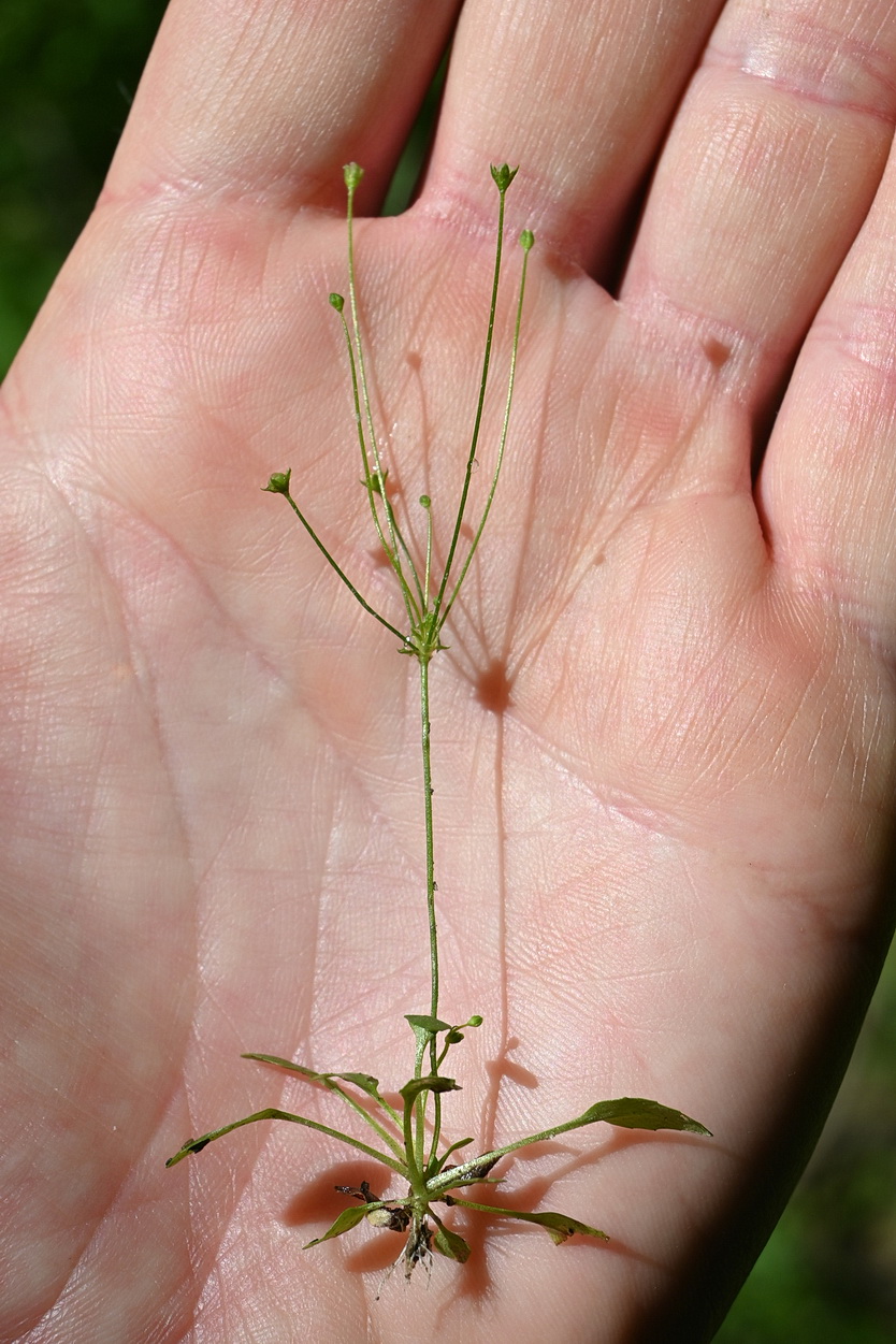 Изображение особи Androsace filiformis.
