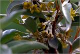 Elaeagnus commutata. Цветки. Московская обл., Раменский р-н, окр. дер. Хрипань, садовый участок. 01.06.2026.