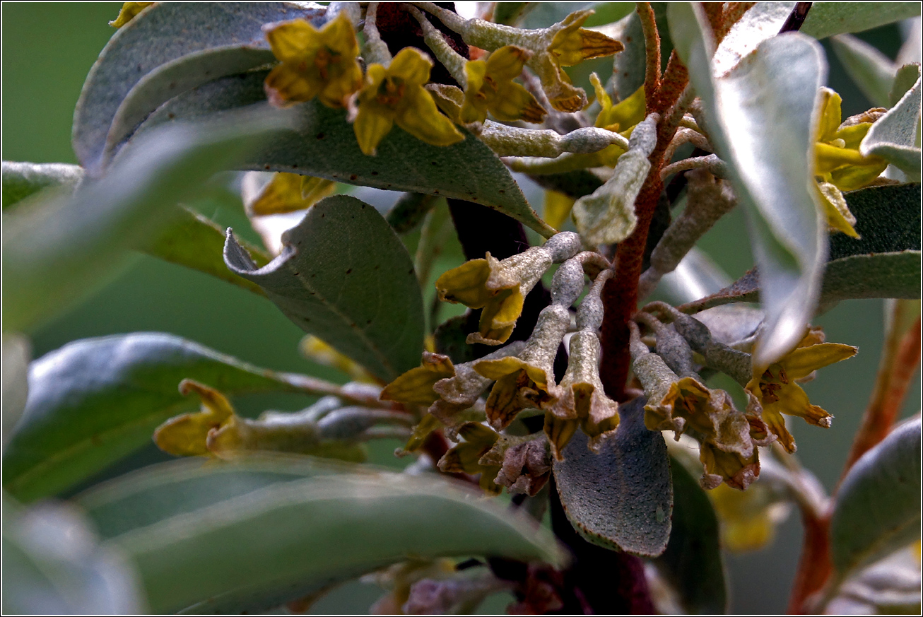 Image of Elaeagnus commutata specimen.