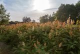 Sorbaria sorbifolia