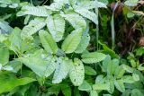 Sanguisorba stipulata