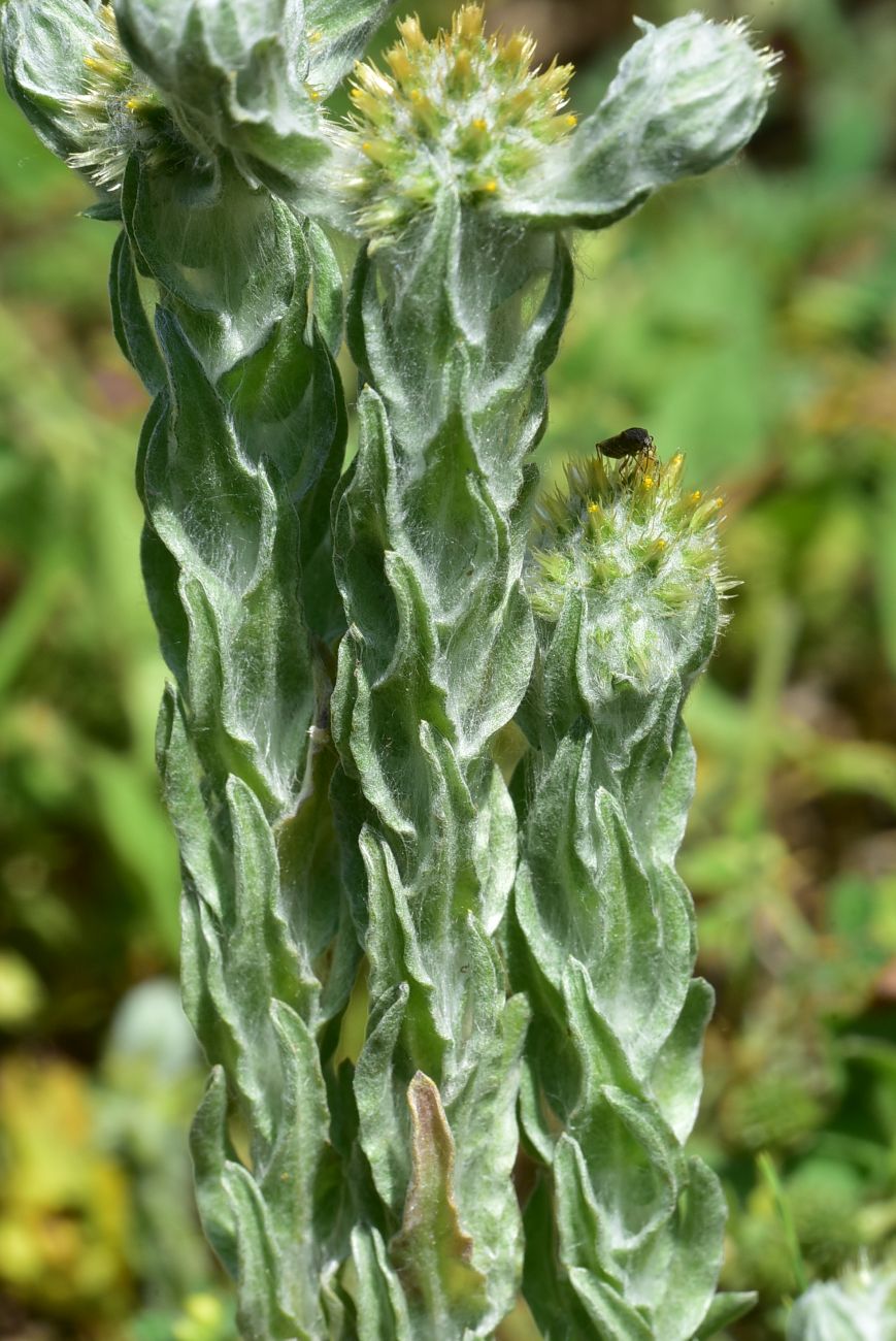 Image of genus Filago specimen.