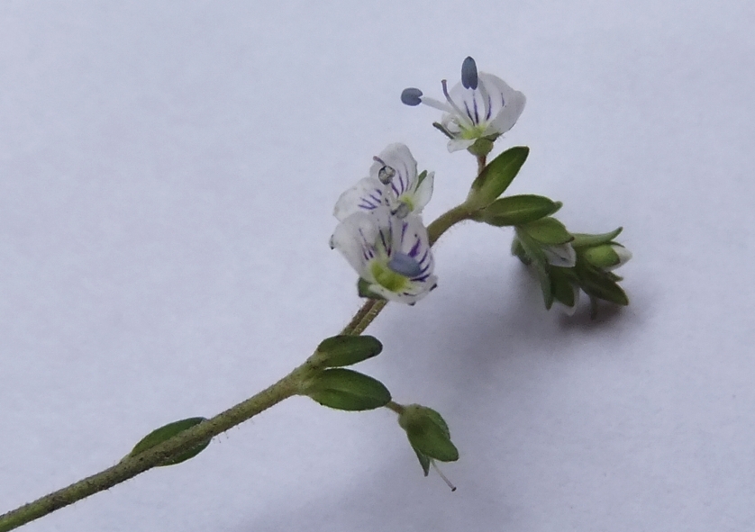 Изображение особи Veronica serpyllifolia.