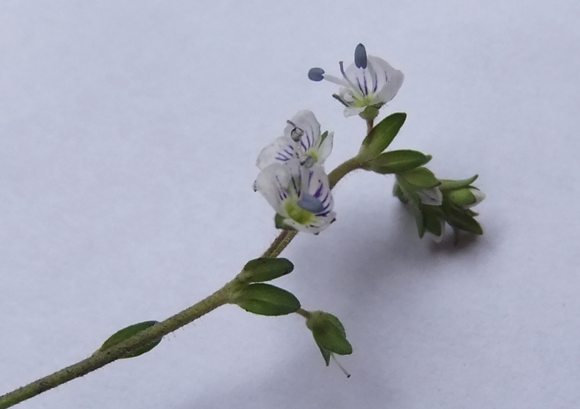 Image of Veronica serpyllifolia specimen.