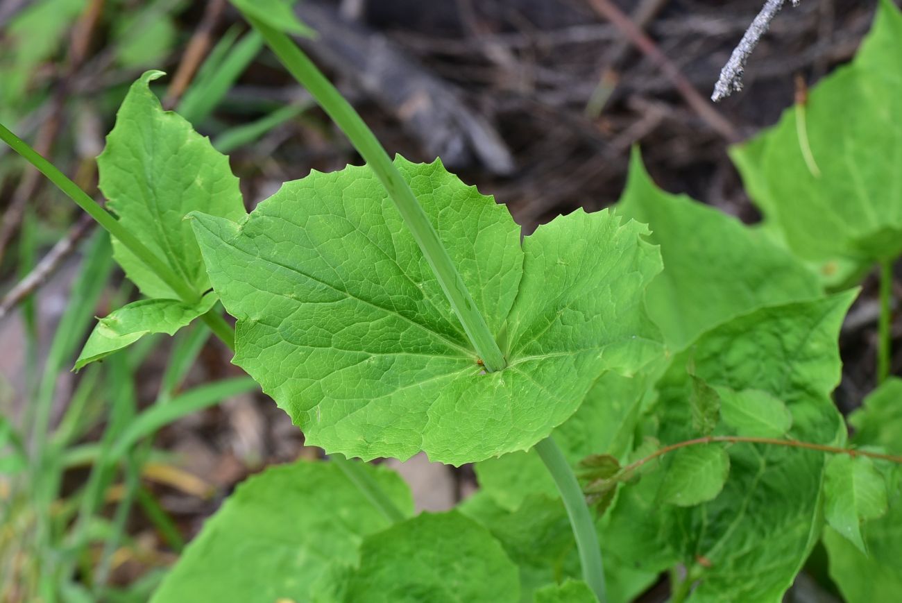 Image of Valeriana alliariifolia specimen.