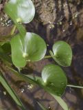 genus Heteranthera. Листья. Испания, Каталония, пров. Жирона, комарка Баш Эмпорда, муниципалитет Пальс, заливное поле, в посевах Oryza sativa. 11.09.2026.