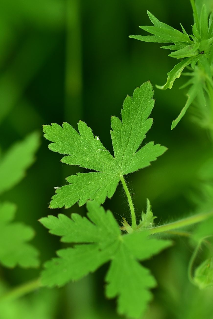 Image of Geranium robertianum specimen.