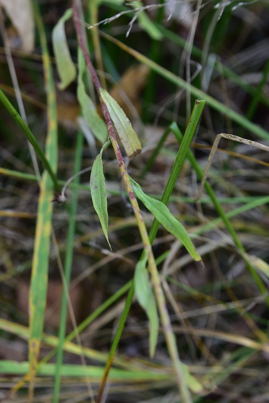 Image of Unknown species specimen.