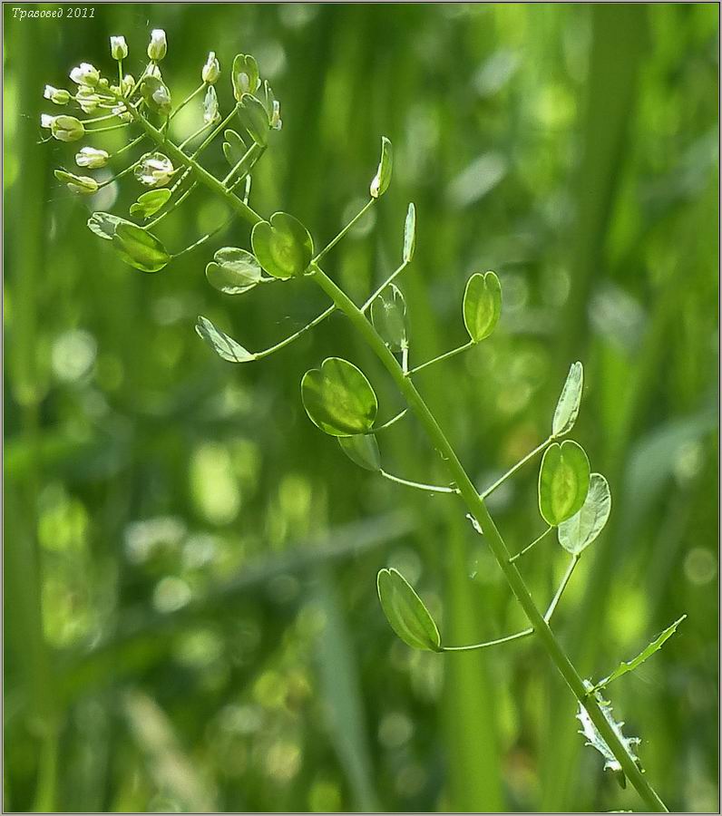 Image of Thlaspi arvense specimen.