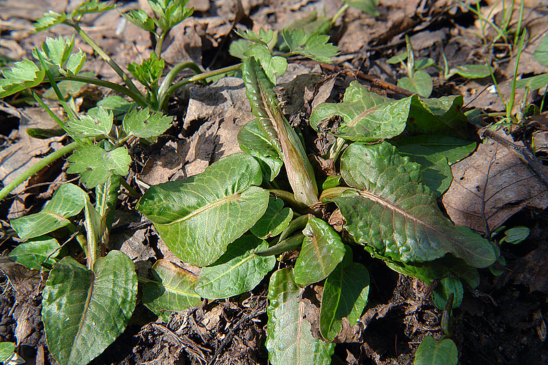 Image of Rumex obtusifolius specimen.