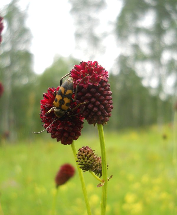 Image of Sanguisorba officinalis specimen.