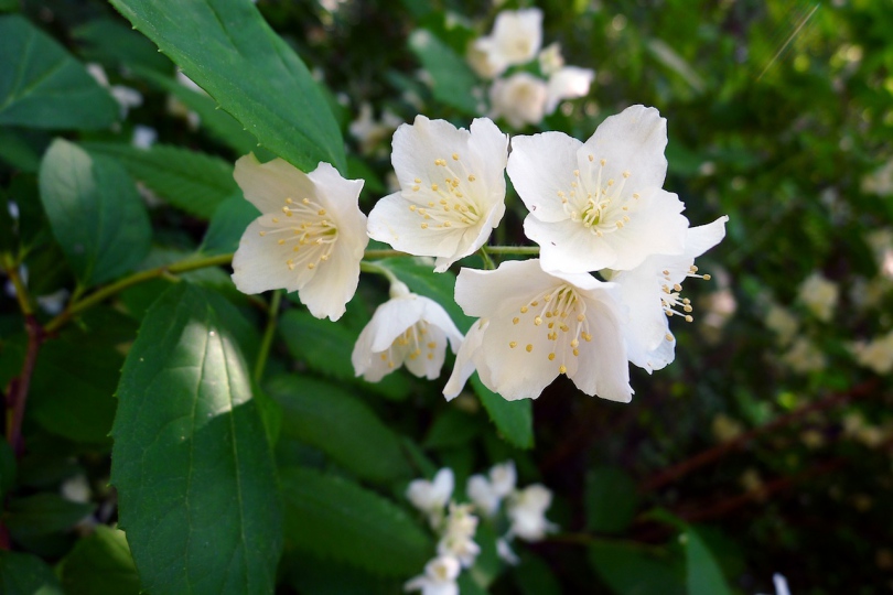 Image of Philadelphus tenuifolius specimen.