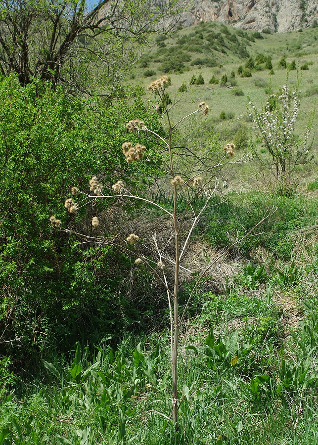 Image of Arctium leiospermum specimen.