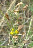 Medicago falcata