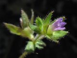 Campanula erinus