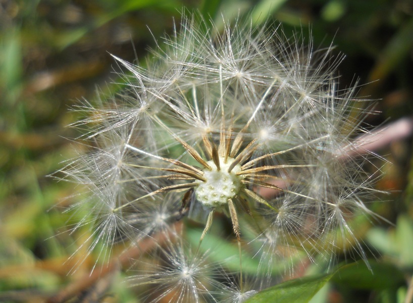 Image of Taraxacum bessarabicum specimen.