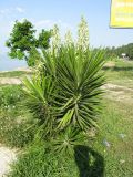 Yucca aloifolia. Цветущие растения. Абхазия, Гудаутский р-н, г. Новый Афон, у дороги на набережной. 25 июля 2008 г.