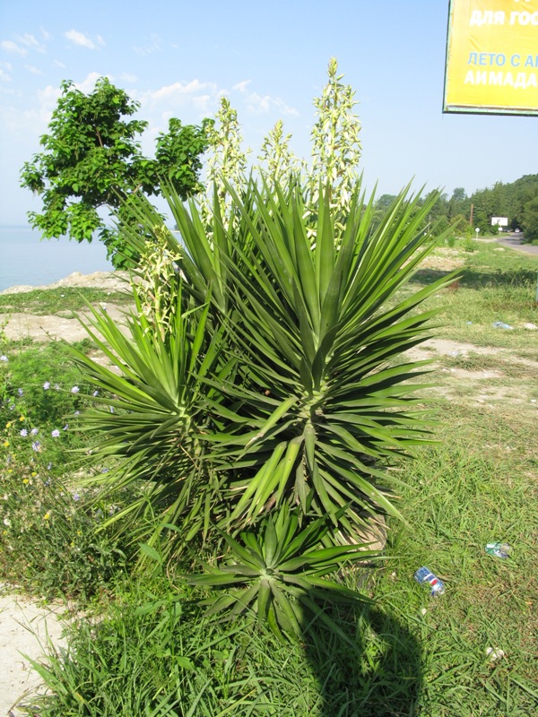 Изображение особи Yucca aloifolia.