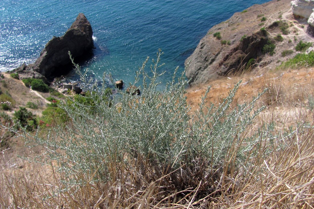 Image of Artemisia taurica specimen.