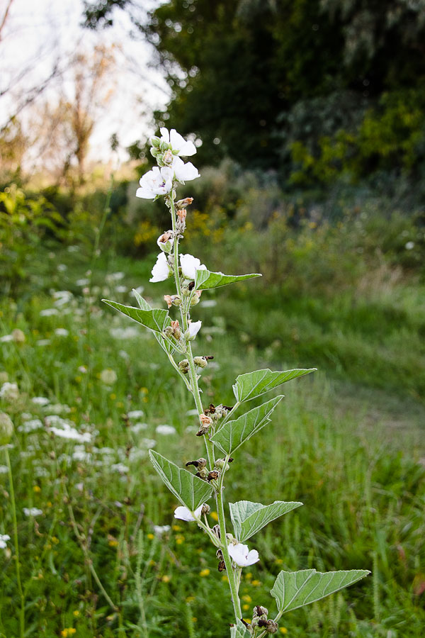 Image of Althaea officinalis specimen.