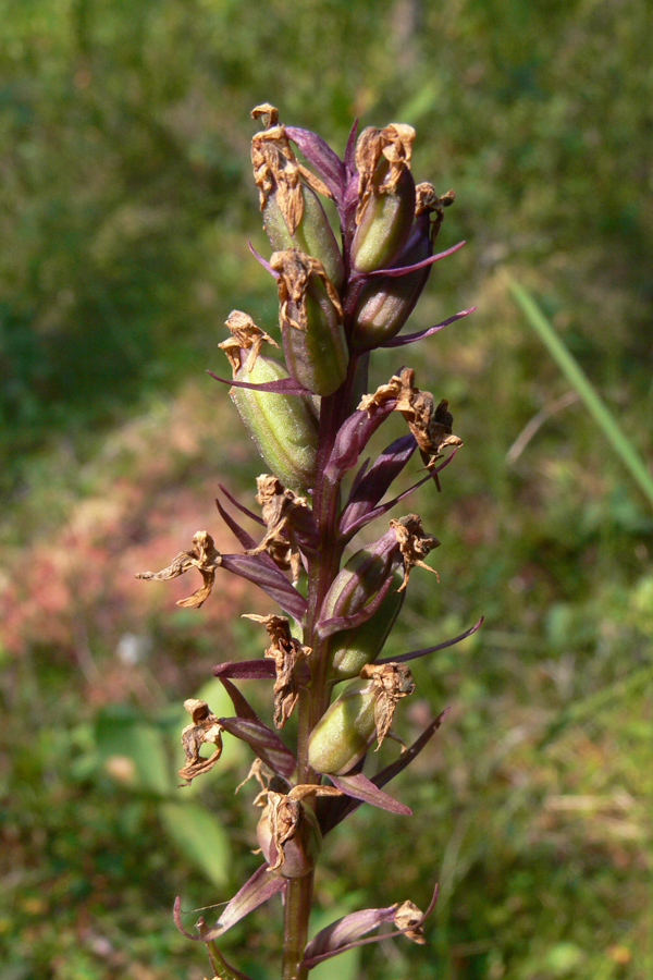 Image of Dactylorhiza fuchsii specimen.