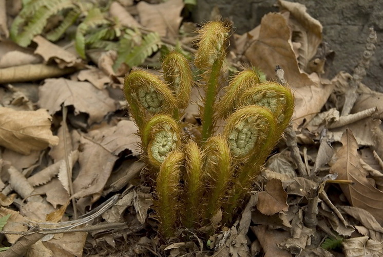 Изображение особи Dryopteris crassirhizoma.