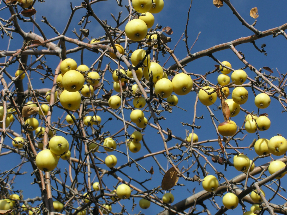 Image of Malus praecox specimen.