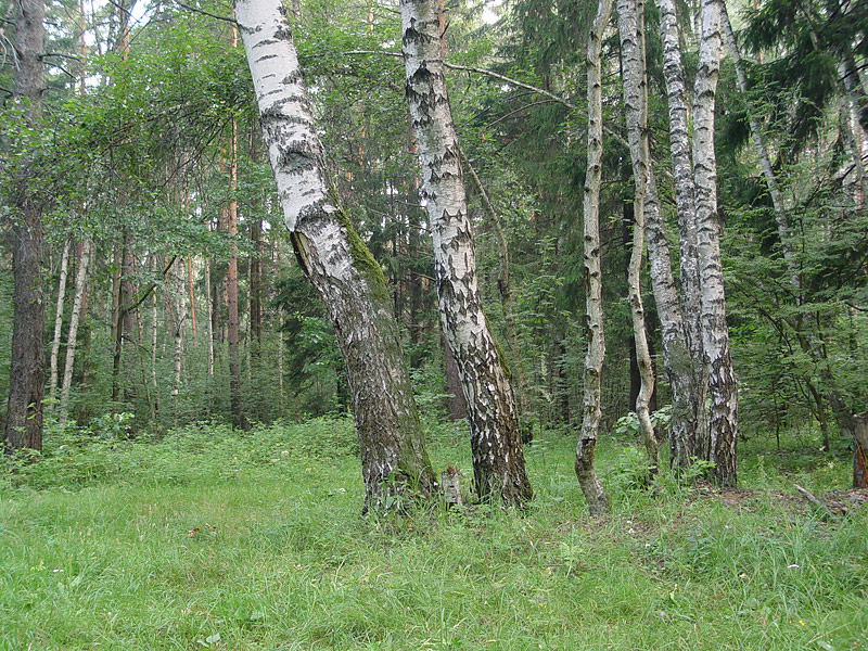 Изображение особи Betula pendula.