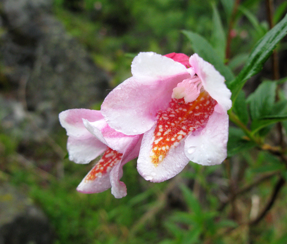 Image of Weigela suavis specimen.