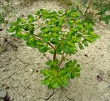 Euphorbia helioscopia. Плодоносящее растение. Копетдаг, Чули. Май 2011 г.