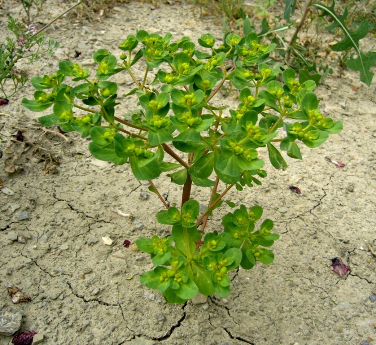 Изображение особи Euphorbia helioscopia.