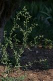 Chenopodium opulifolium