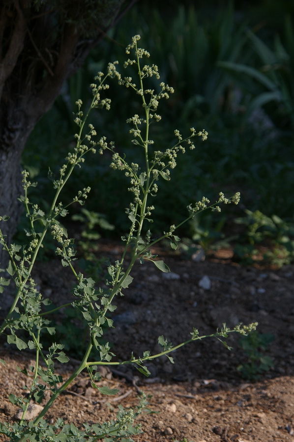 Image of Chenopodium opulifolium specimen.